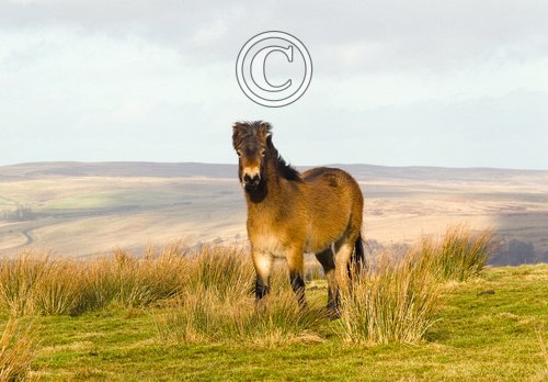 Exmoor Pony DM1196